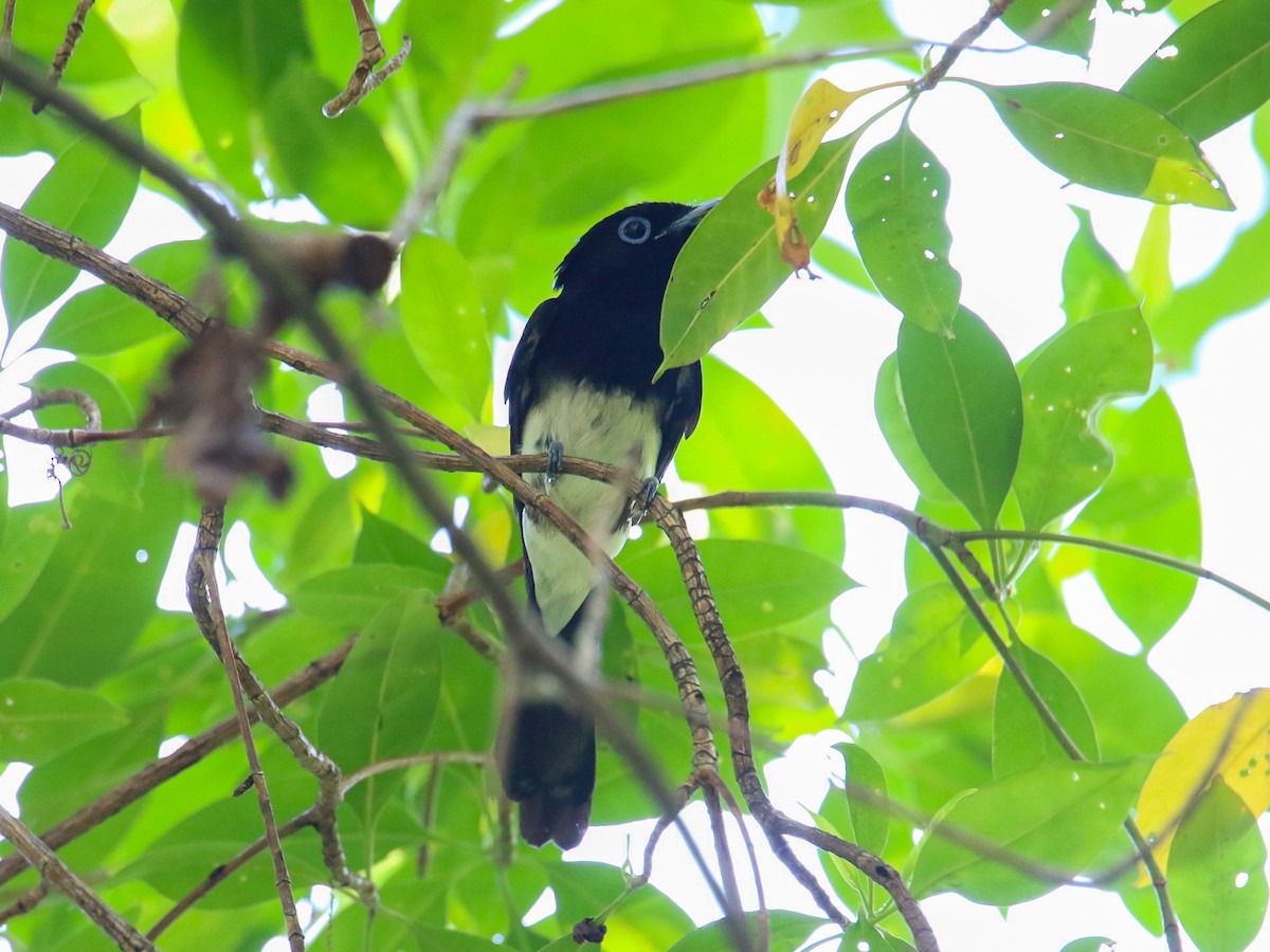 Tchitrec du Japon - ML644360064