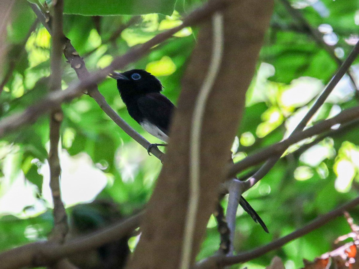 Tchitrec du Japon - ML644360065