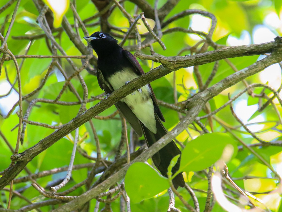 Tchitrec du Japon - ML644360066