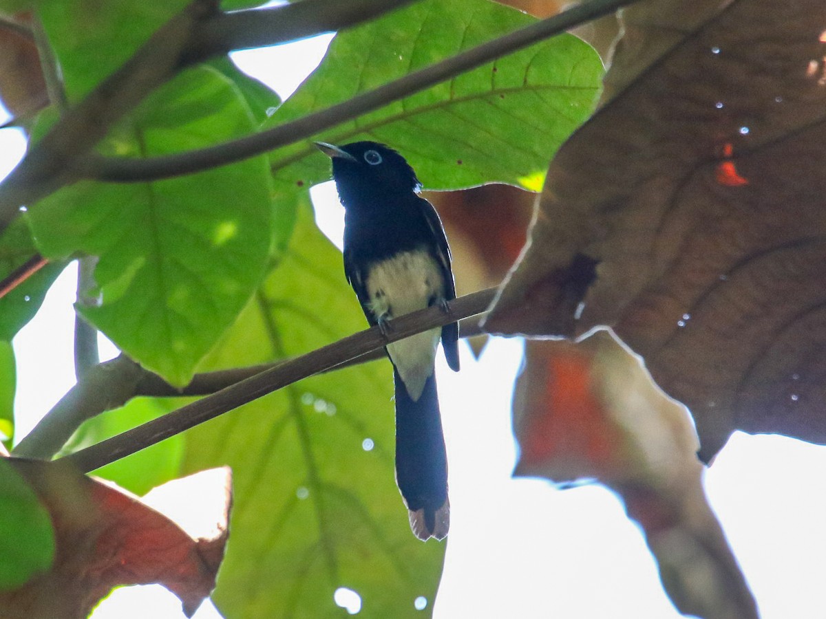 Tchitrec du Japon - ML644360067