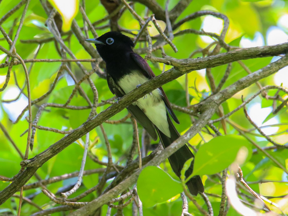 Tchitrec du Japon - ML644360068