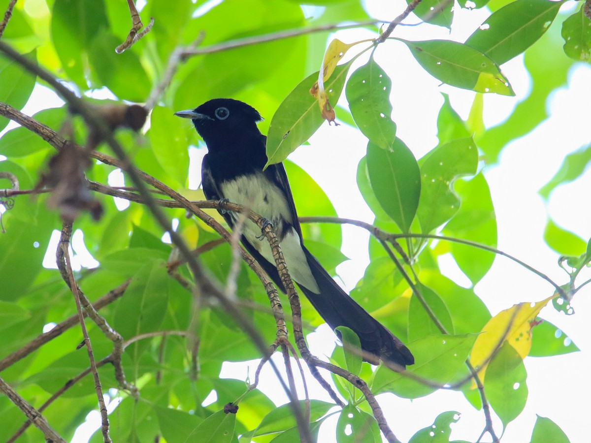 Tchitrec du Japon - ML644360069