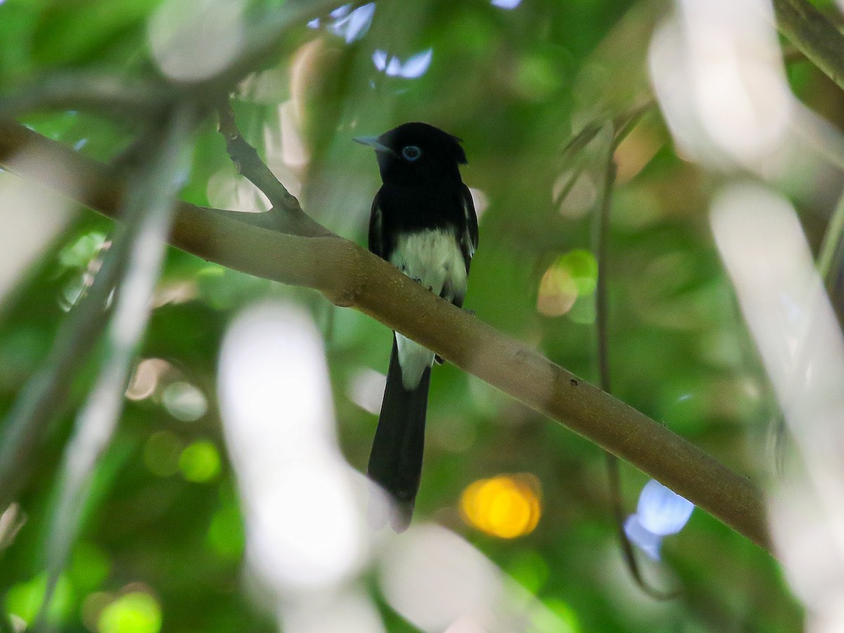 Tchitrec du Japon - ML644360070