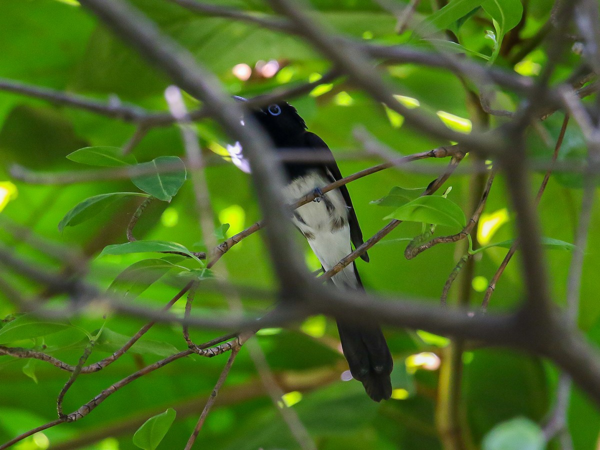 Tchitrec du Japon - ML644360071