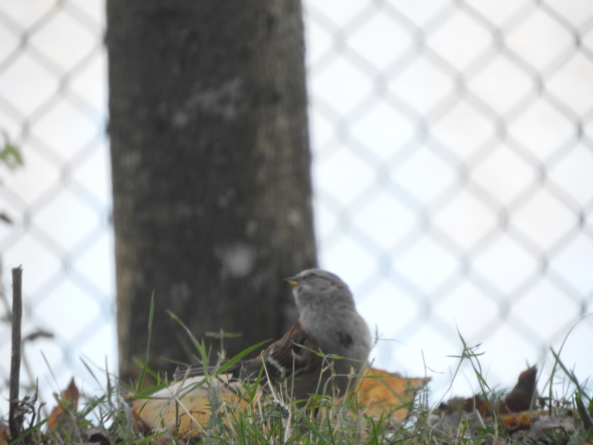 Пасовник північний - ML644360074