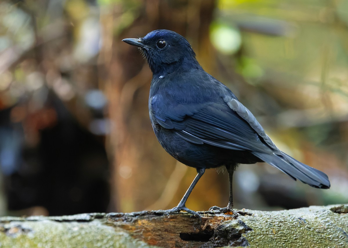 White-tailed Robin - ML644360082
