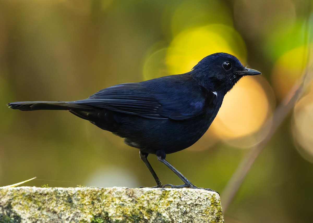 White-tailed Robin - ML644360083