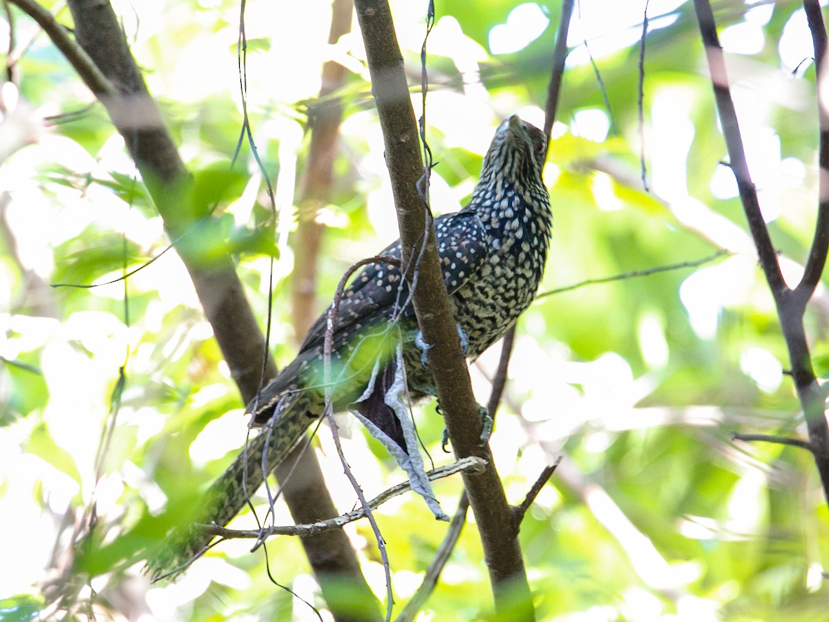 Asian Koel - ML644360090
