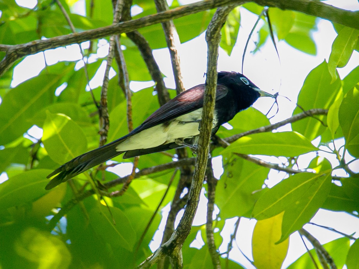 Tchitrec du Japon - ML644360092