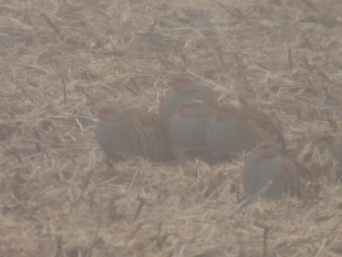 rapphøne - ML644360097