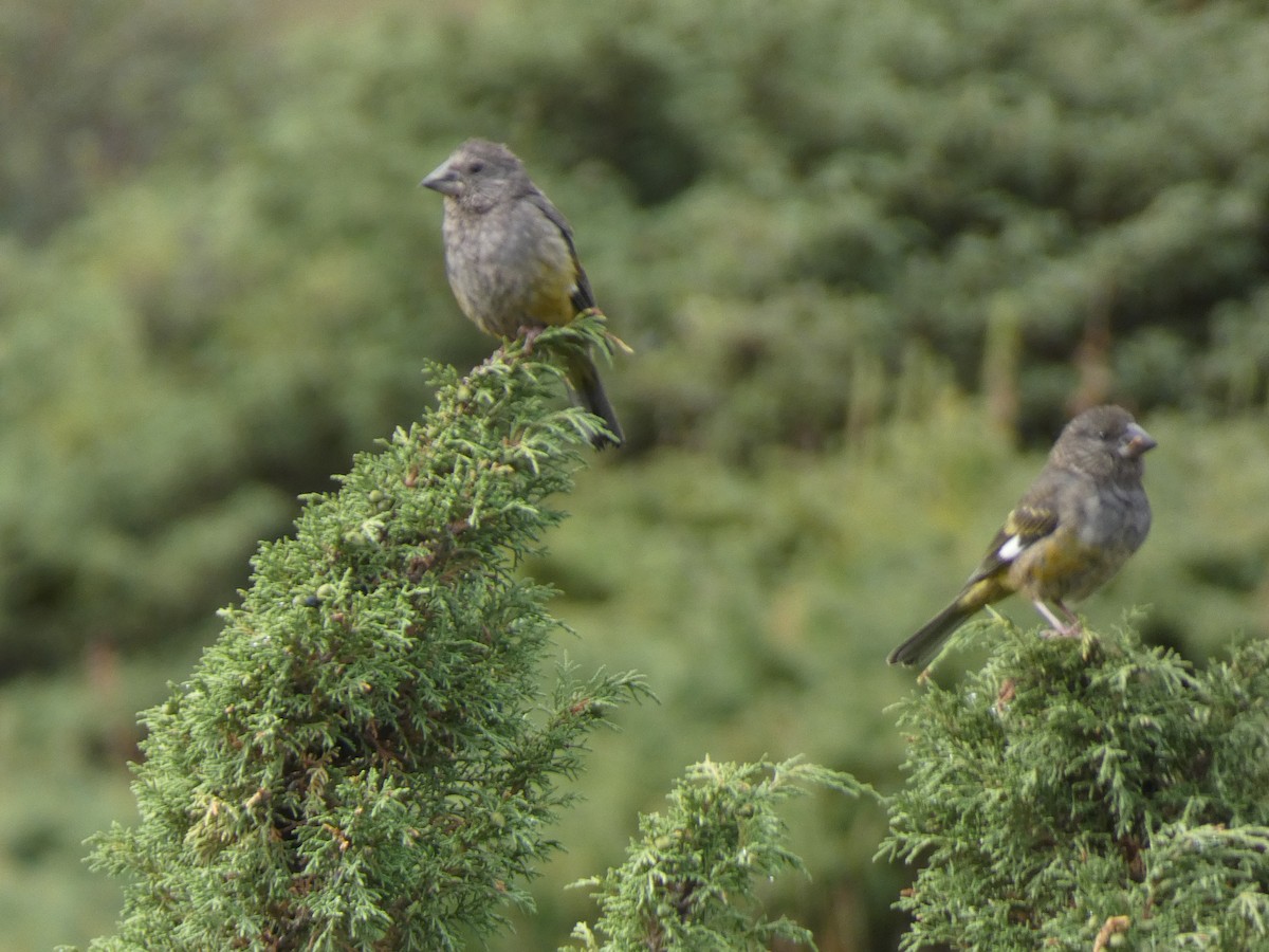 White-winged Grosbeak - ML644360098