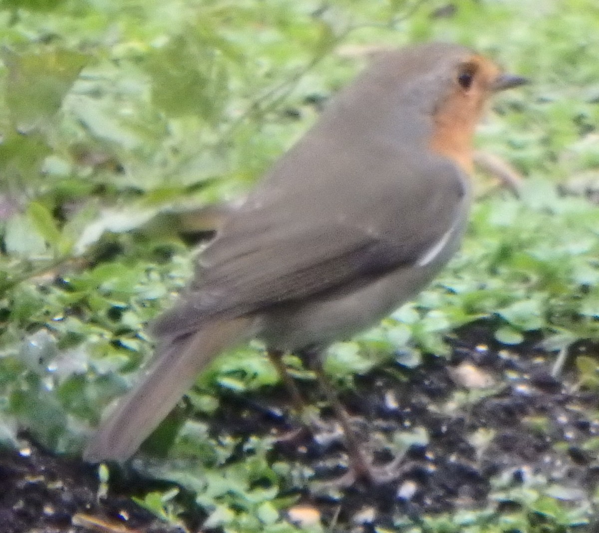 European Robin - ML644360101