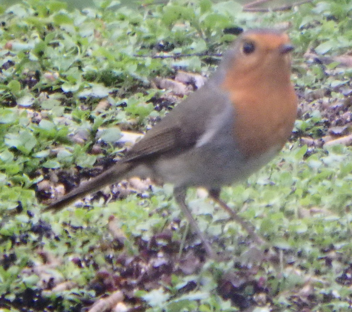 European Robin - ML644360102