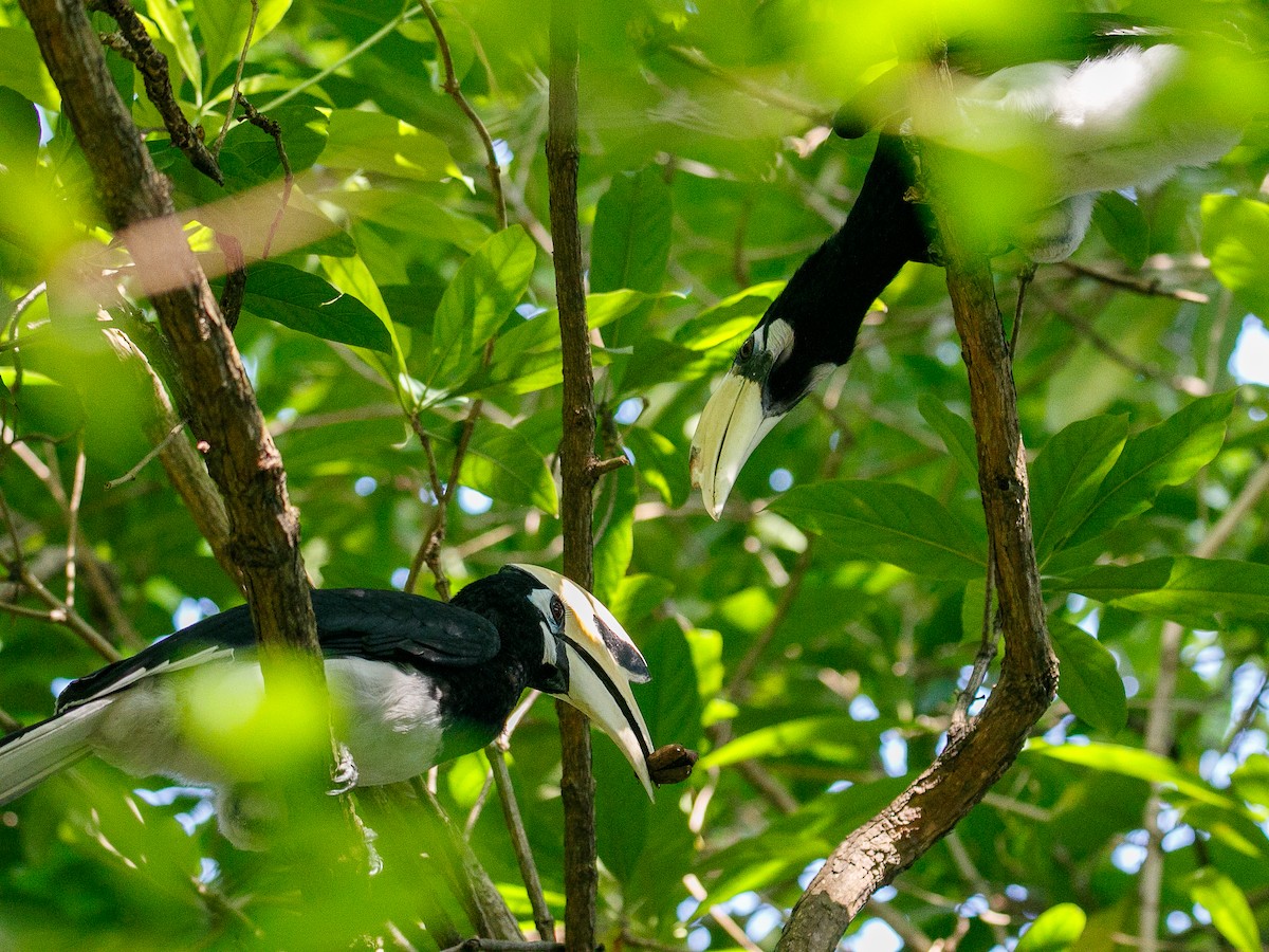 キタカササギサイチョウ - ML644360103