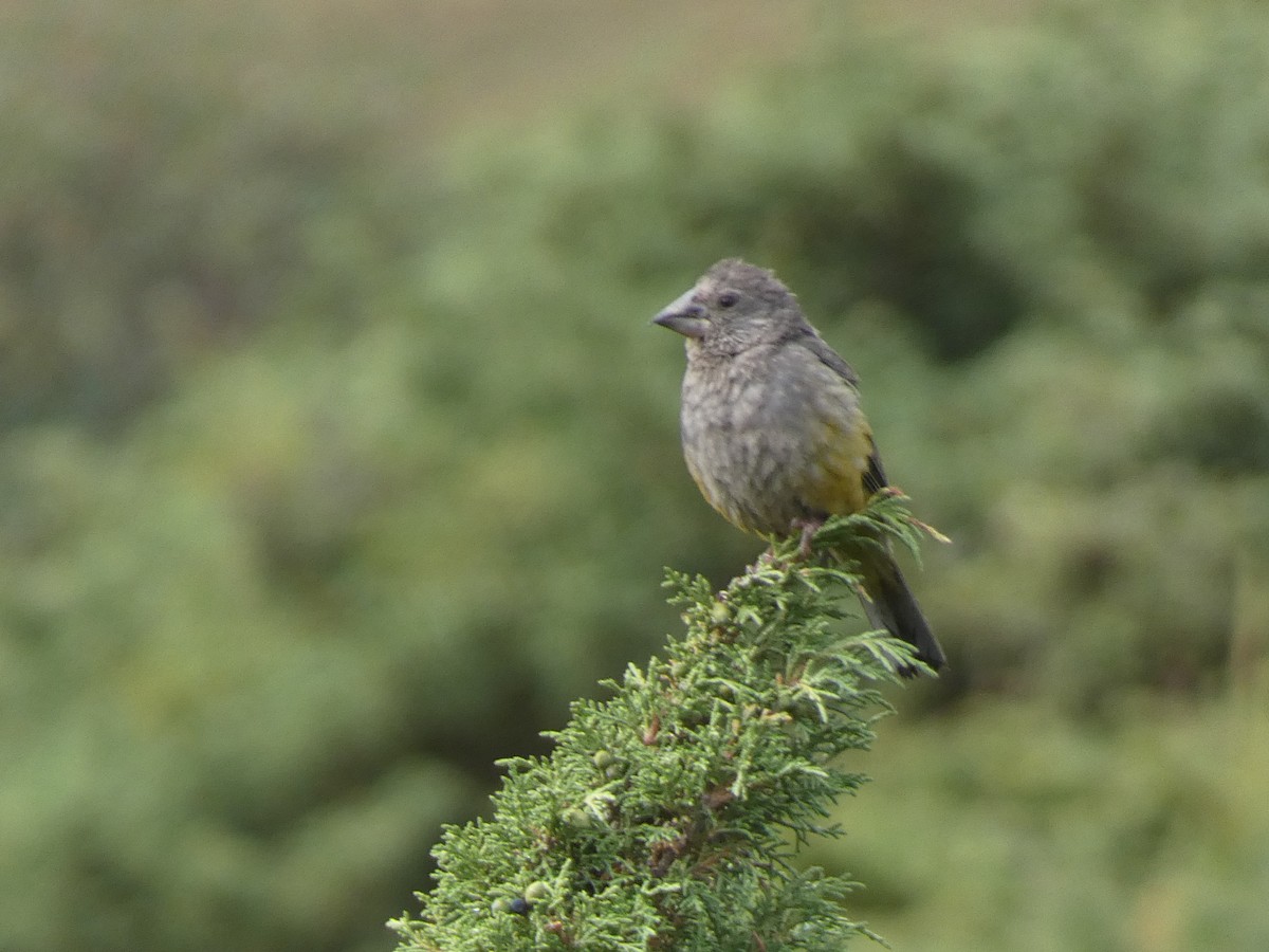 White-winged Grosbeak - ML644360104
