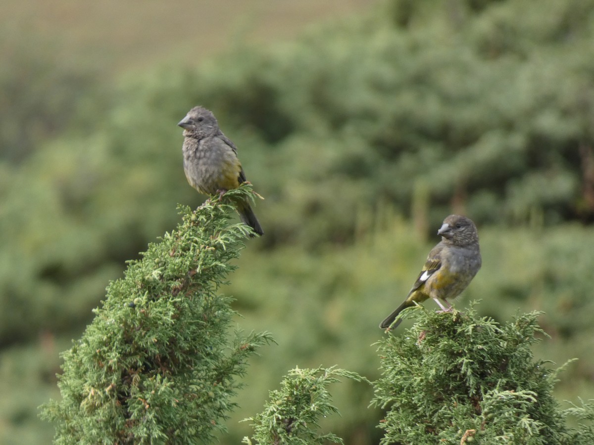 White-winged Grosbeak - ML644360110