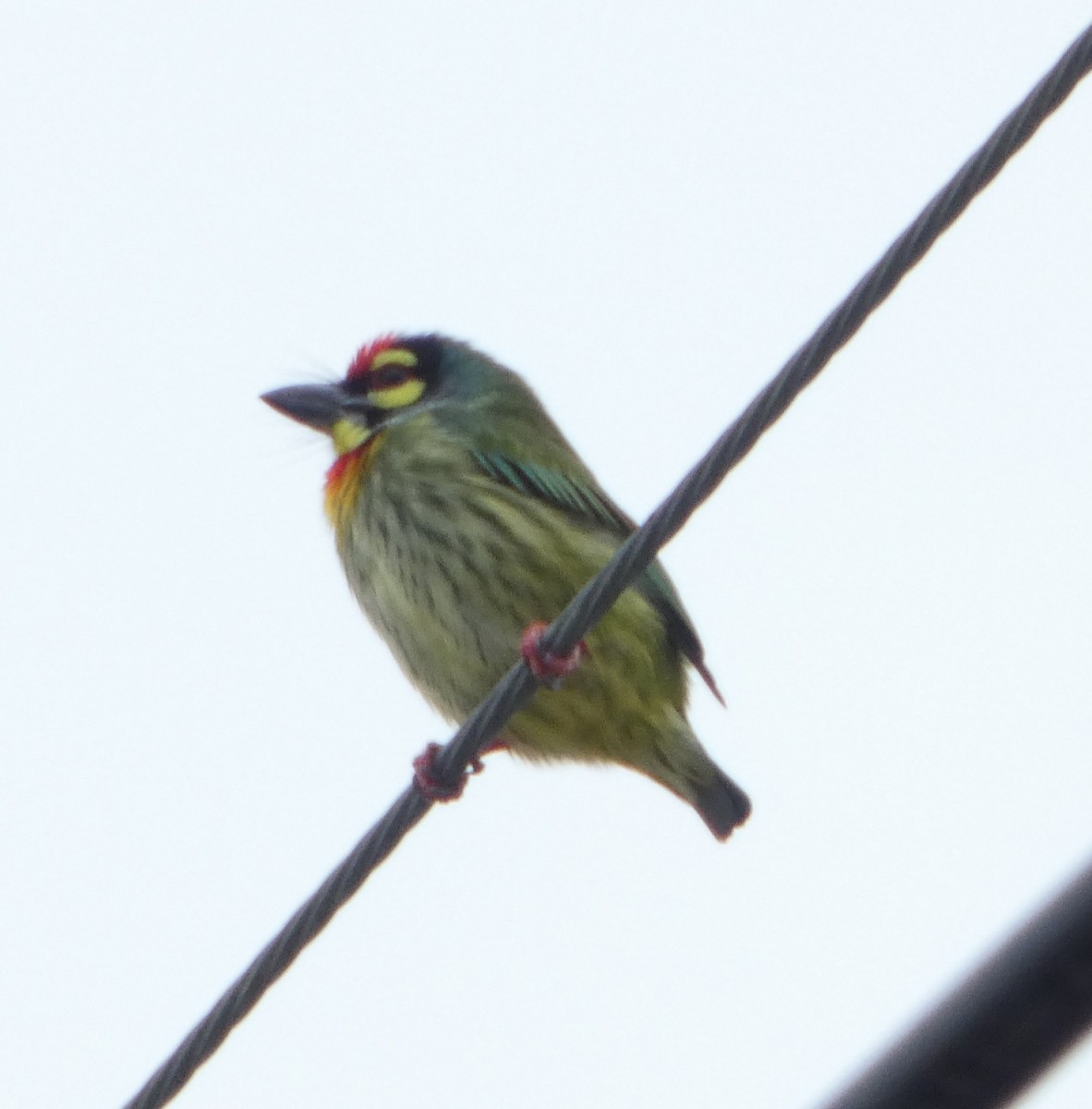 Al Göğüslü Barbet - ML644360111