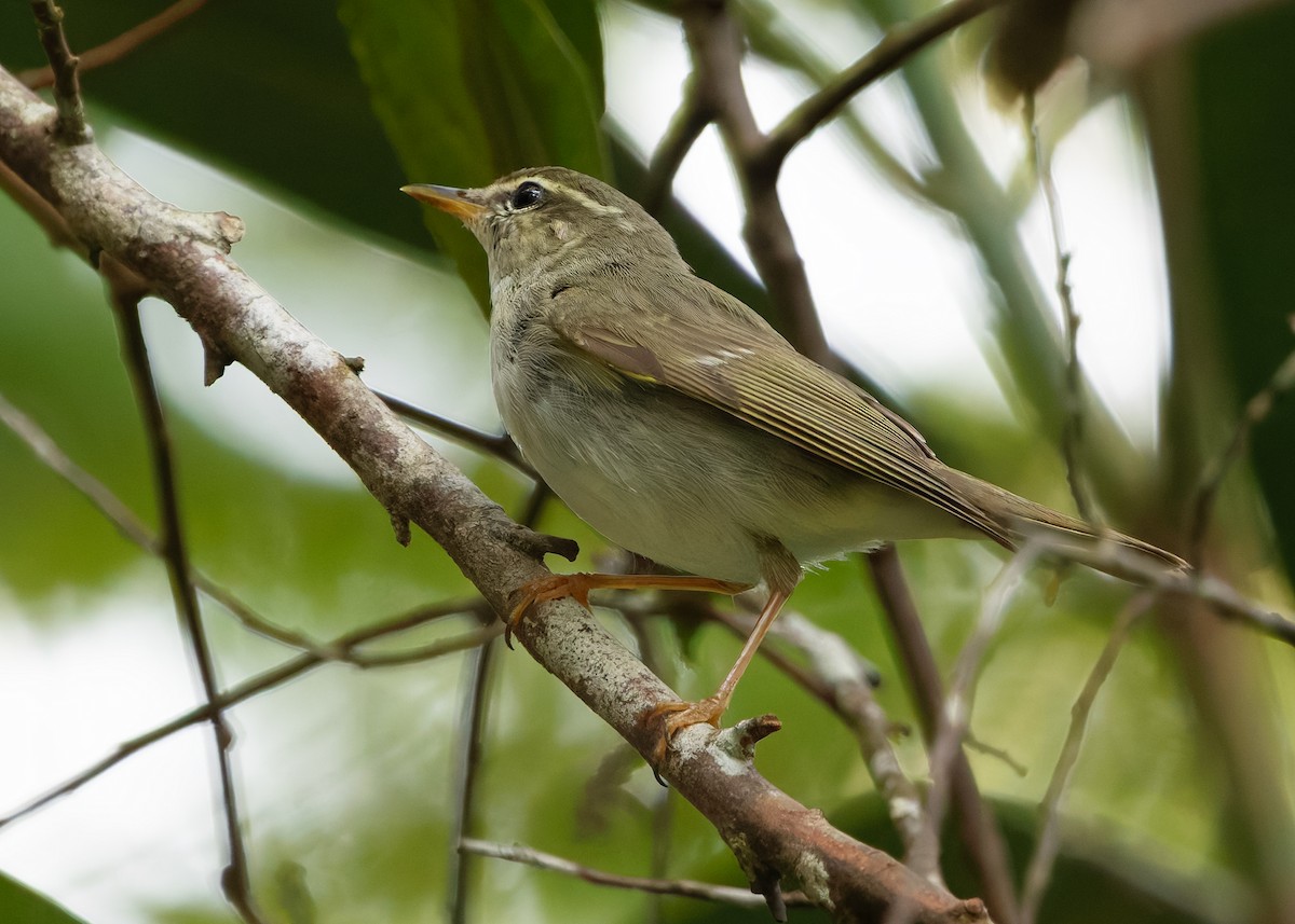 Arctic Warbler - ML644360112