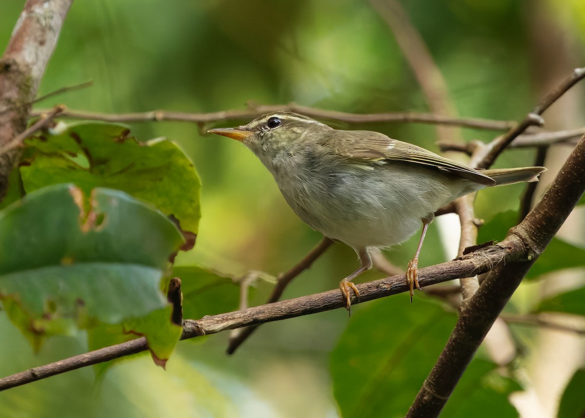 Arctic Warbler - ML644360113