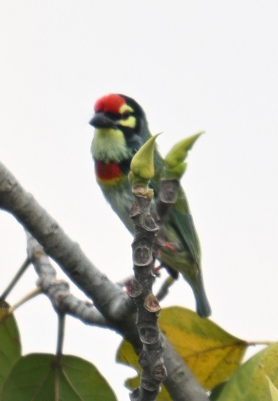 Al Göğüslü Barbet - ML644360115