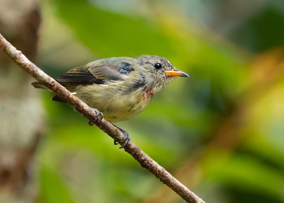 Fire-breasted Flowerpecker (Fire-breasted) - ML644360118