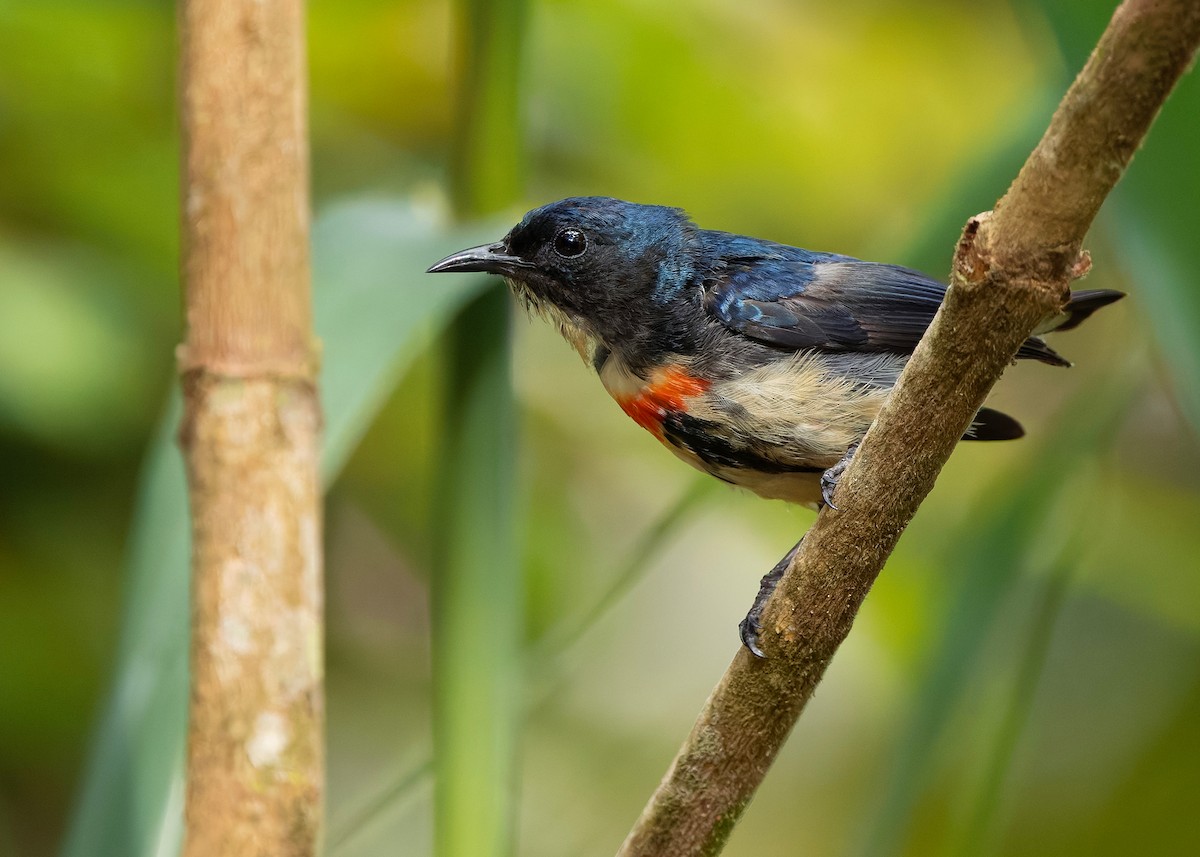 Fire-breasted Flowerpecker (Fire-breasted) - ML644360119