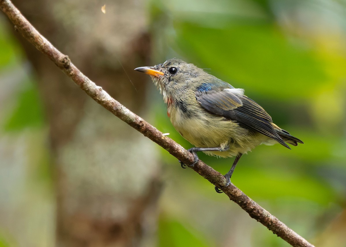 Fire-breasted Flowerpecker (Fire-breasted) - ML644360120