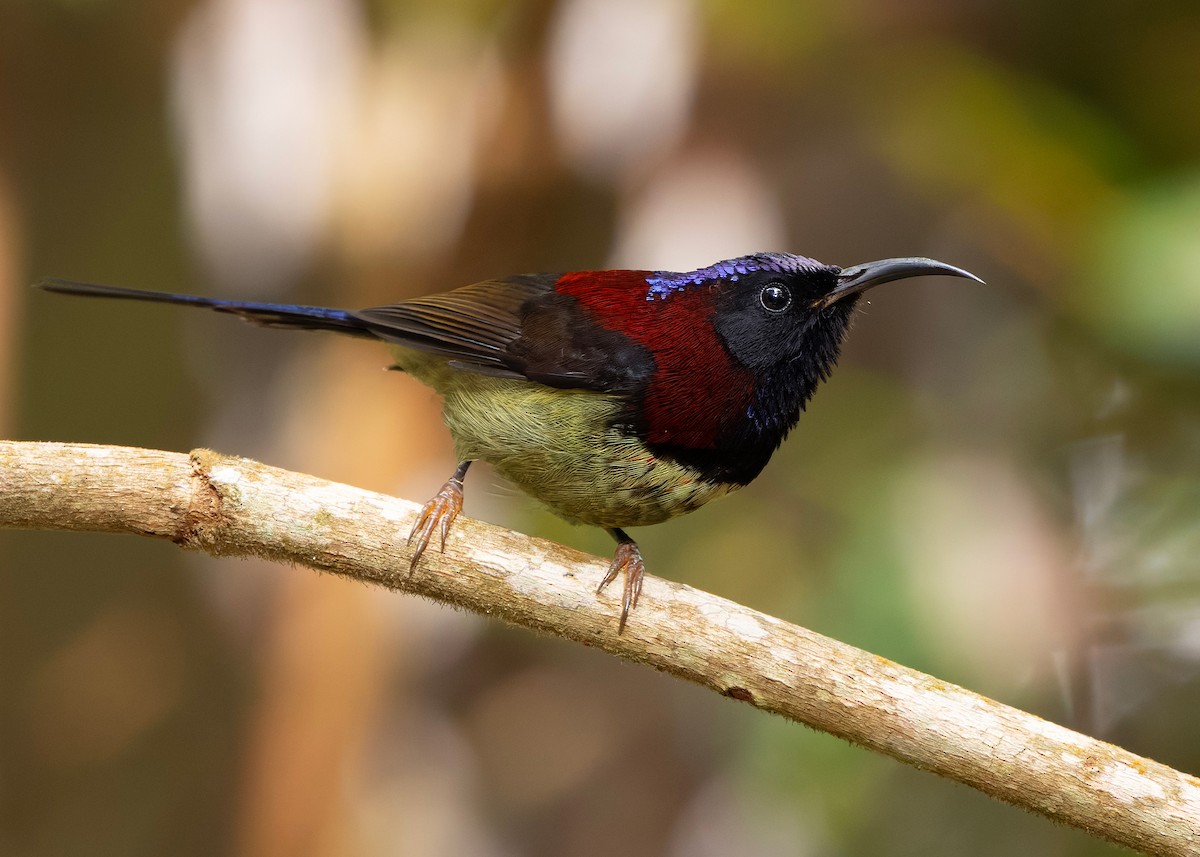Black-throated Sunbird (Black-throated) - ML644360122