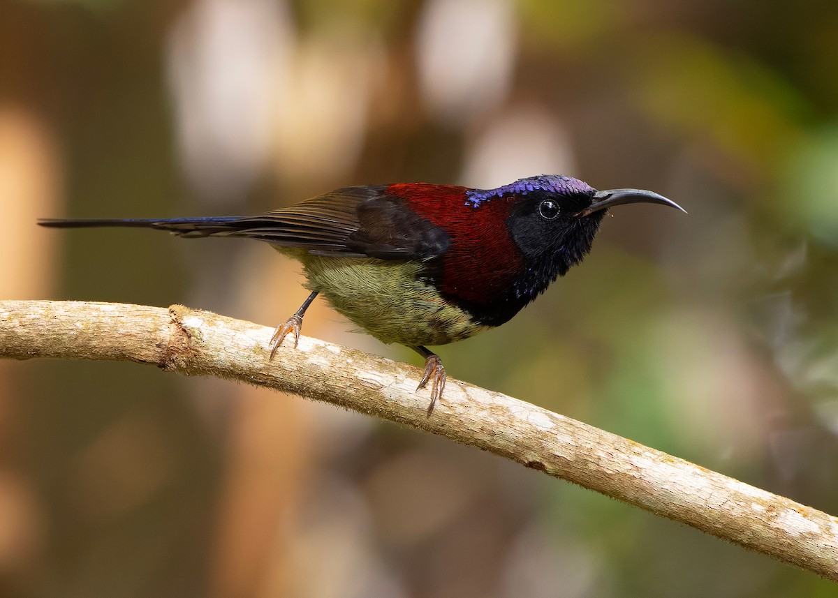 Black-throated Sunbird (Black-throated) - ML644360123