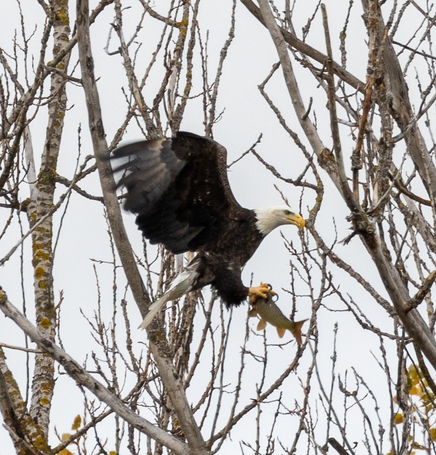 עיטם לבן-ראש - ML644360134