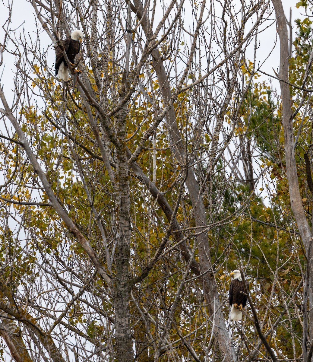 עיטם לבן-ראש - ML644360135
