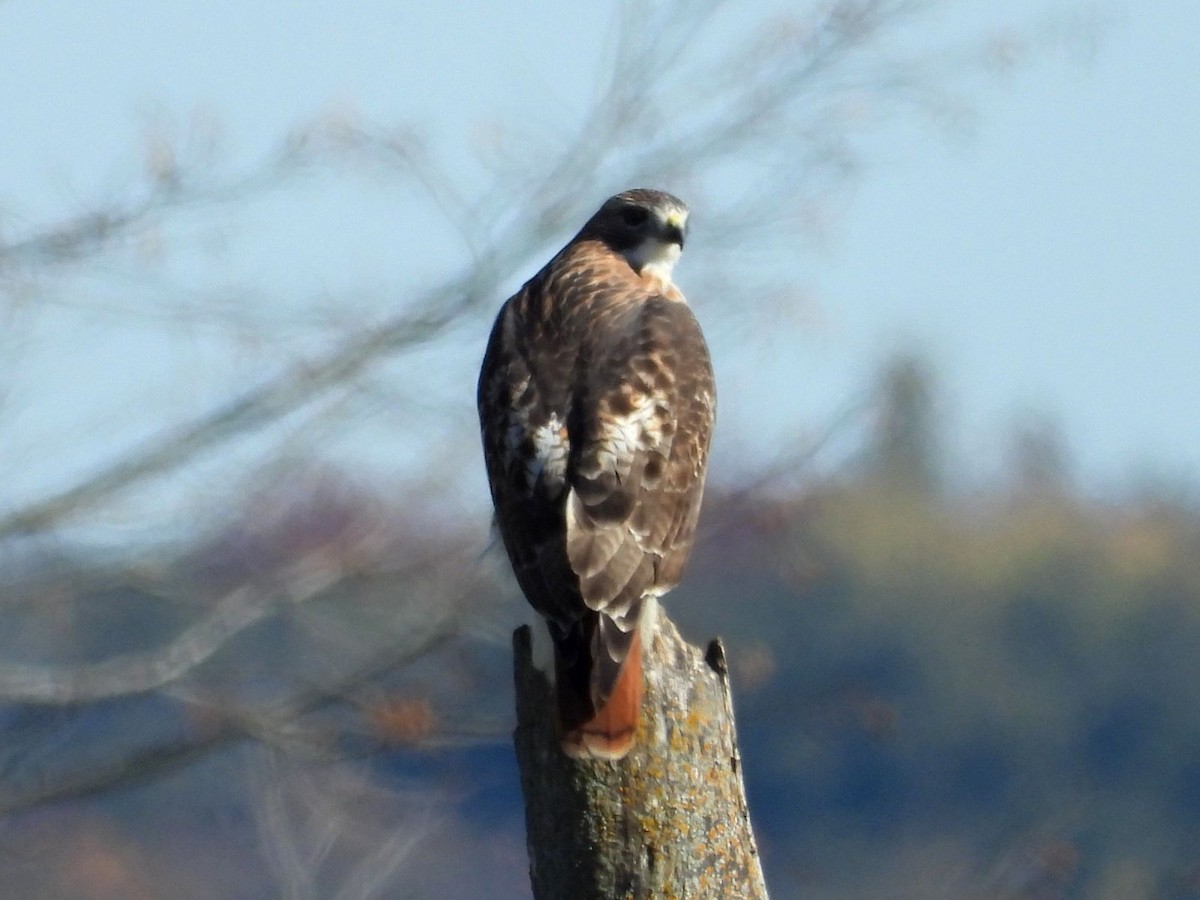 Red-tailed Hawk - ML644360137