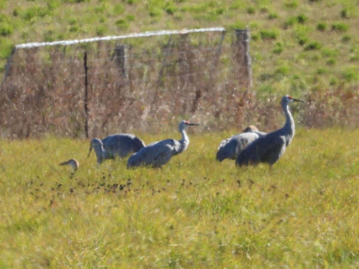 Sandhill Crane - ML644360147
