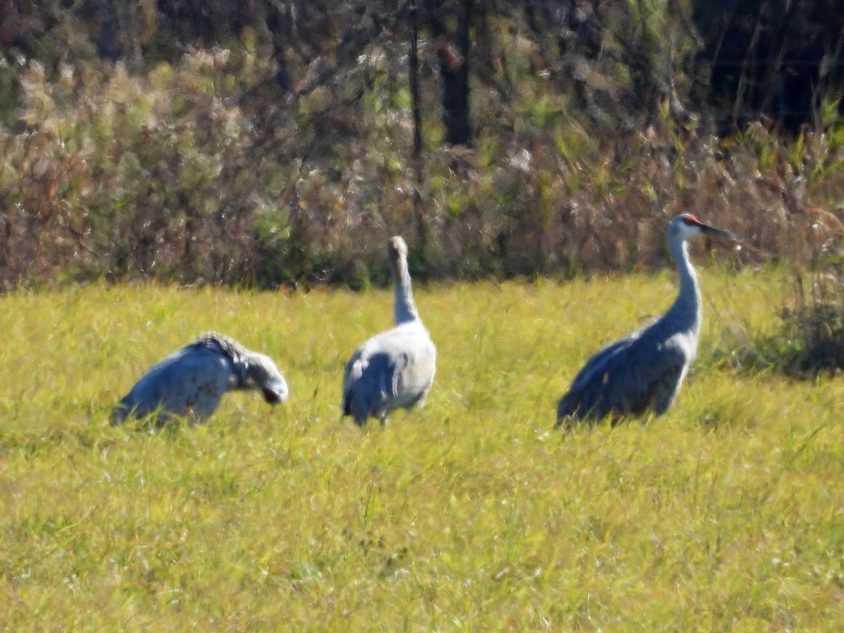 Sandhill Crane - ML644360148