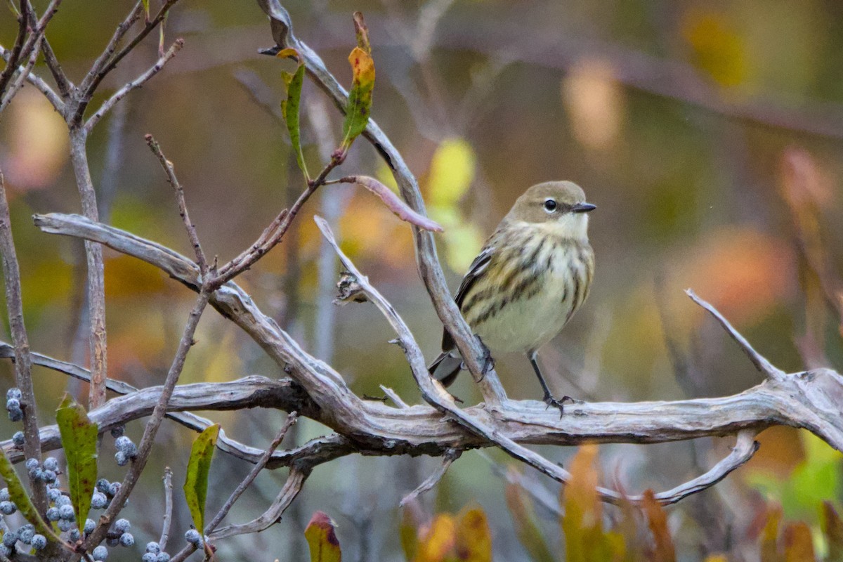 Taçlı Ötleğen - ML644360154