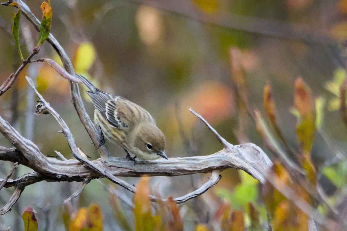 Taçlı Ötleğen - ML644360155