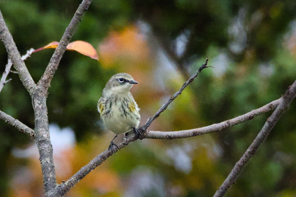 Taçlı Ötleğen - ML644360156