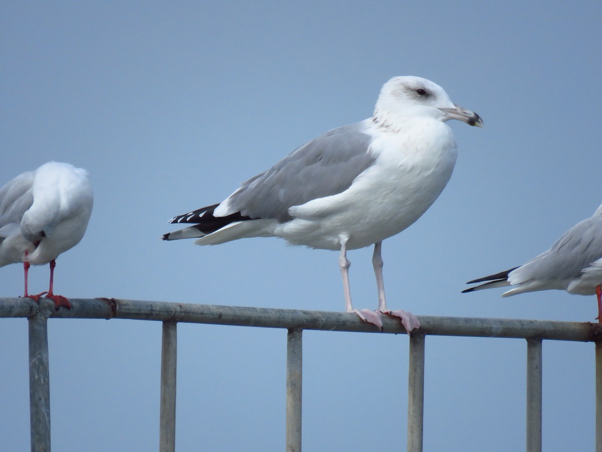 Kaio kaspiarra - ML644360172