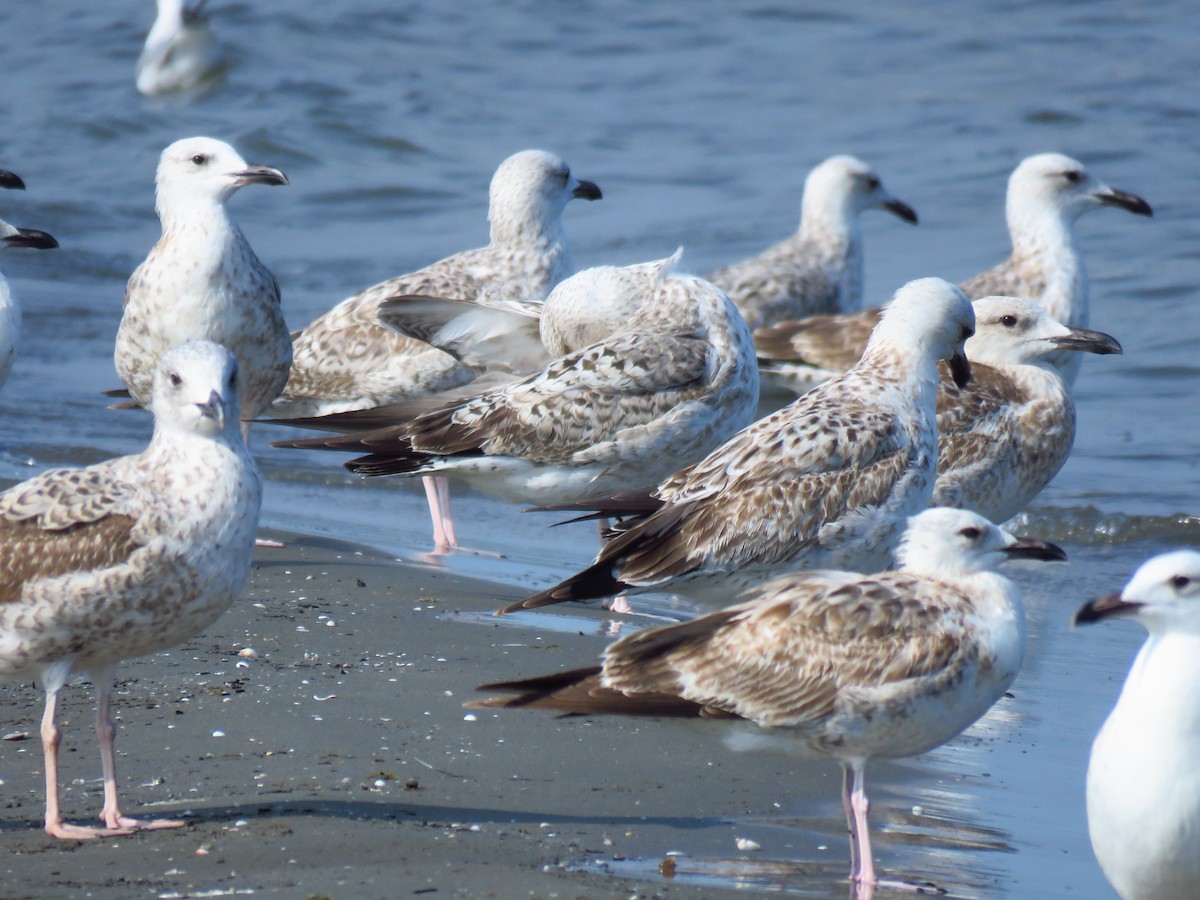 Kaio kaspiarra - ML644360173