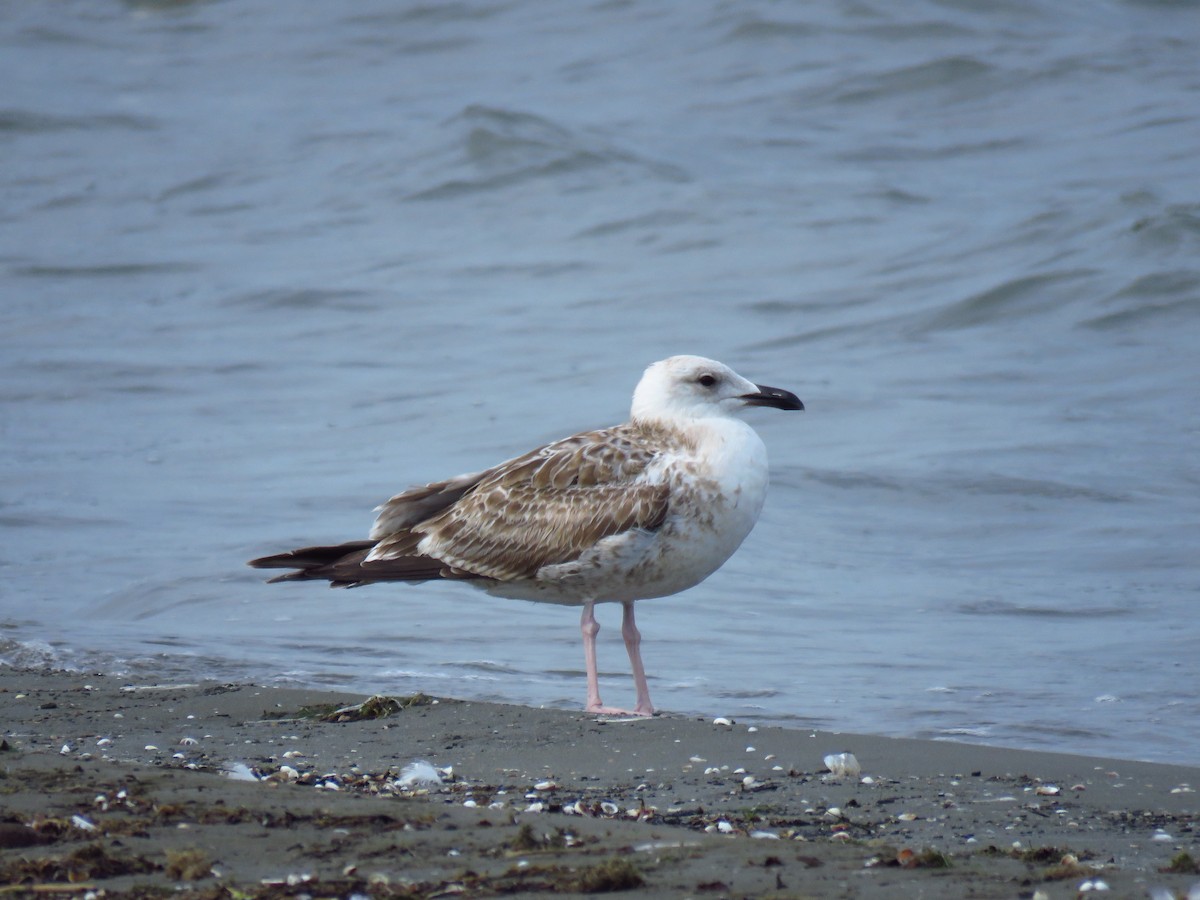 Kaio kaspiarra - ML644360174