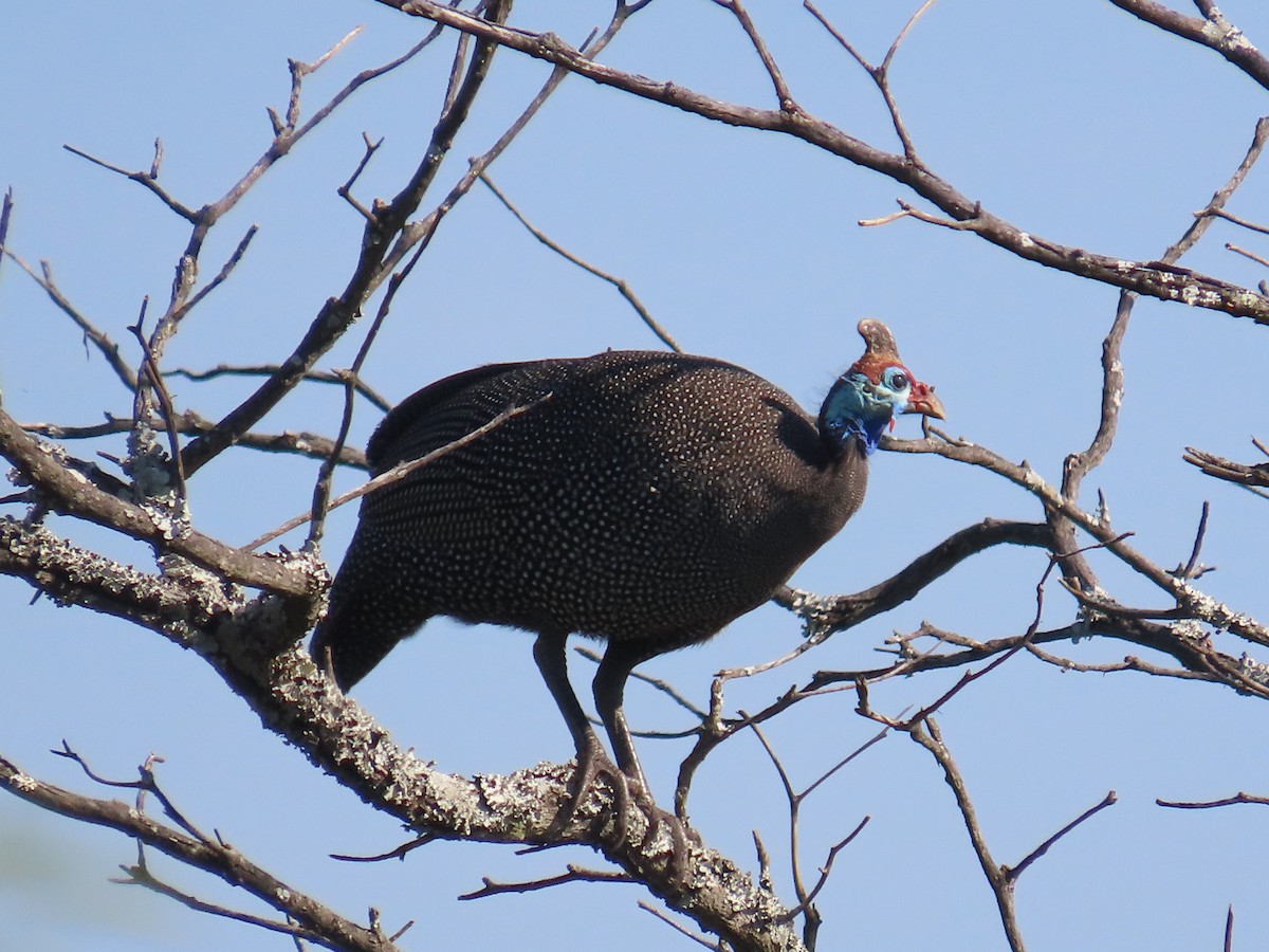 Helmeted Guineafowl - ML644360185