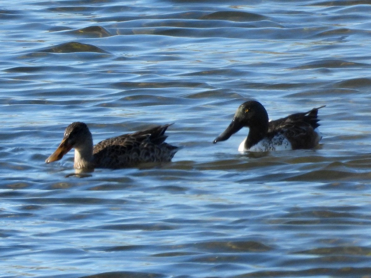 Northern Shoveler - ML644360189