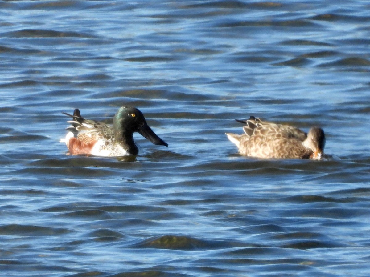 Northern Shoveler - ML644360190