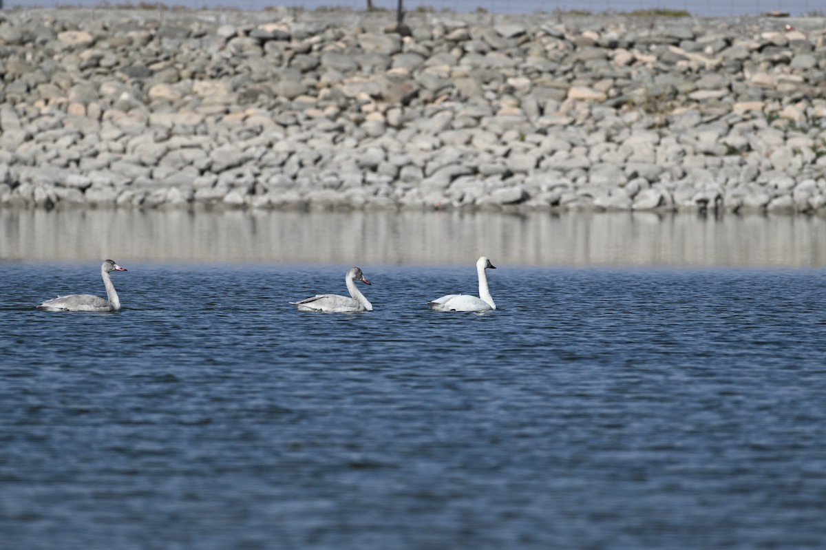 Tundra Swan - ML644360194