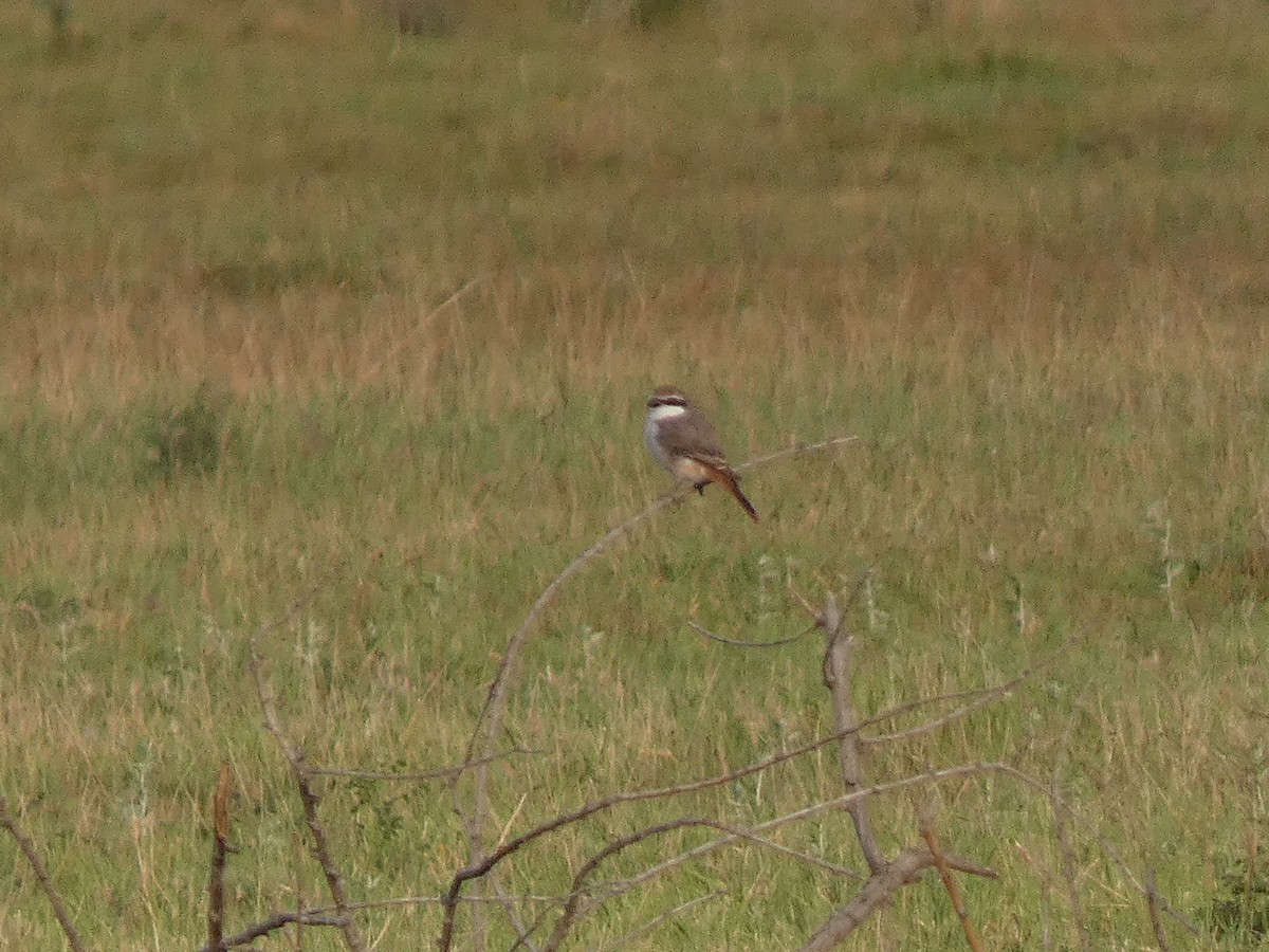 חנקן טורקסטני - ML644360196