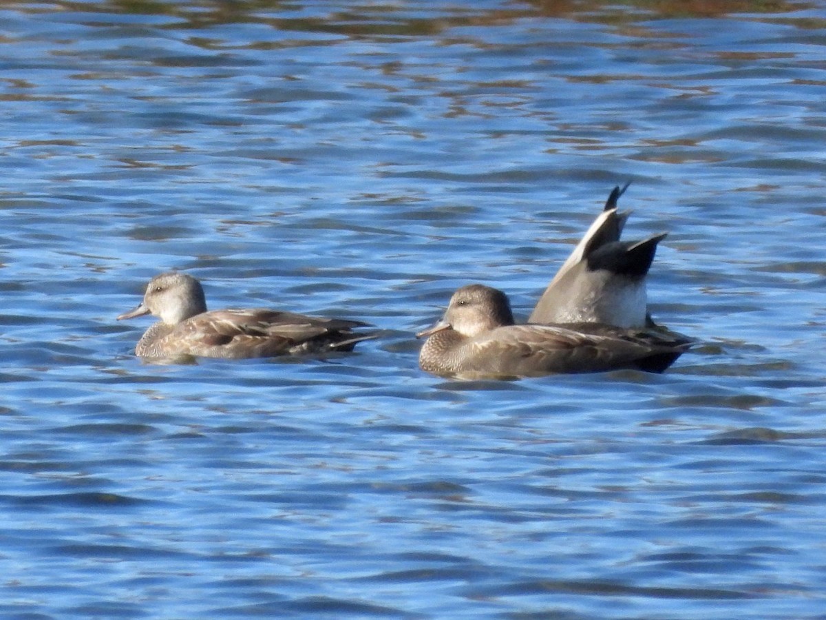 Ánade Friso - ML644360197