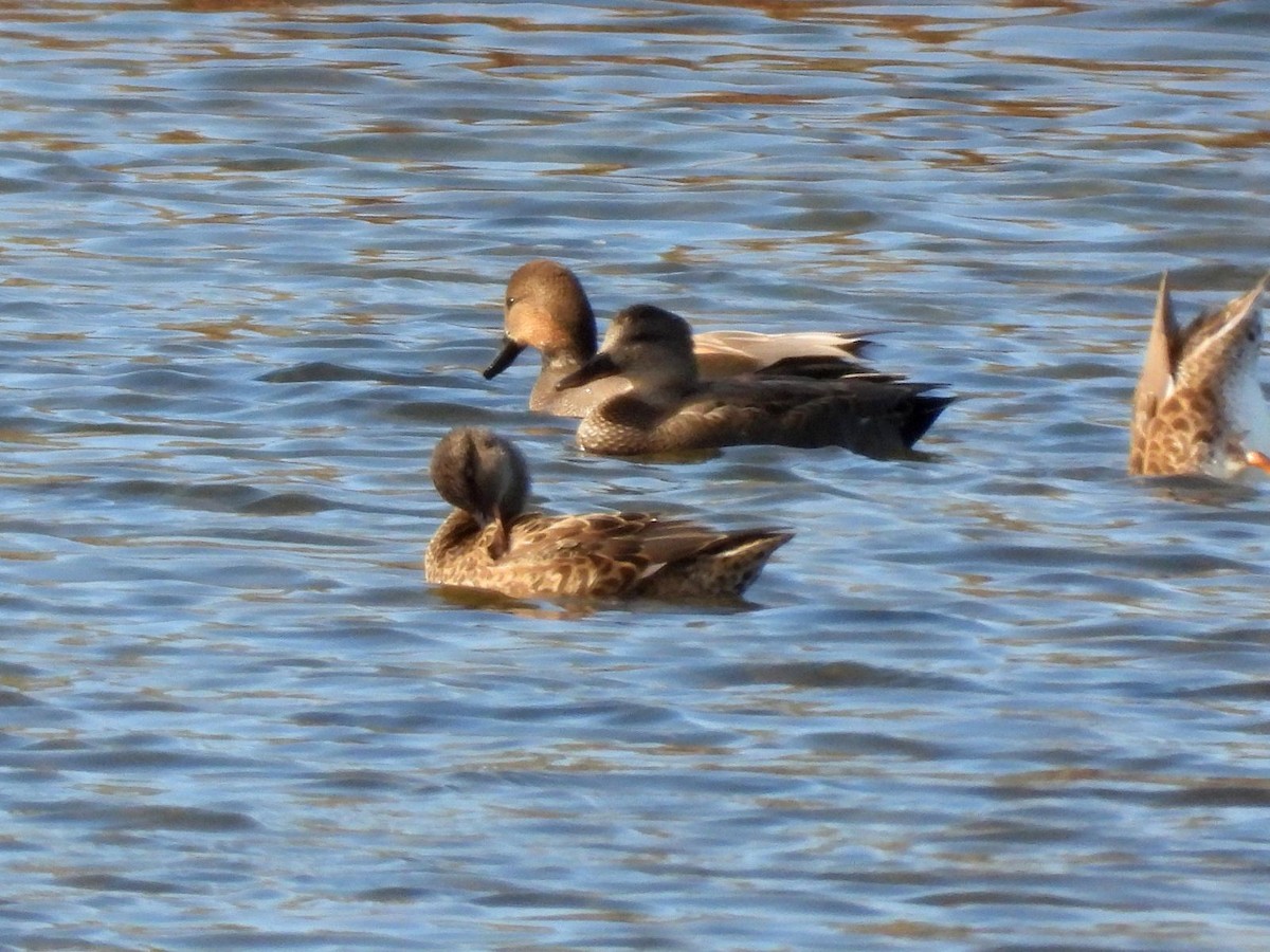 Ánade Friso - ML644360198