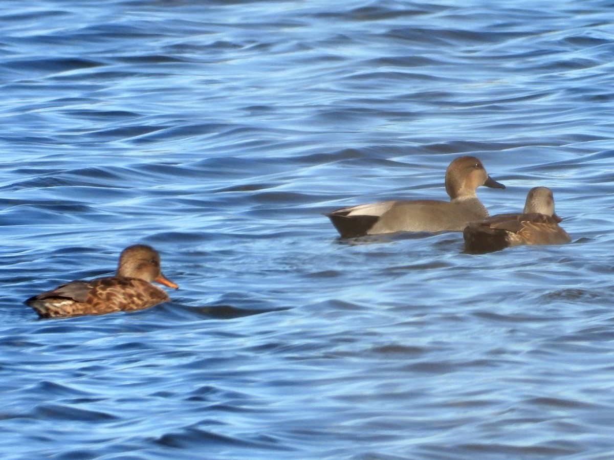 Ánade Friso - ML644360199