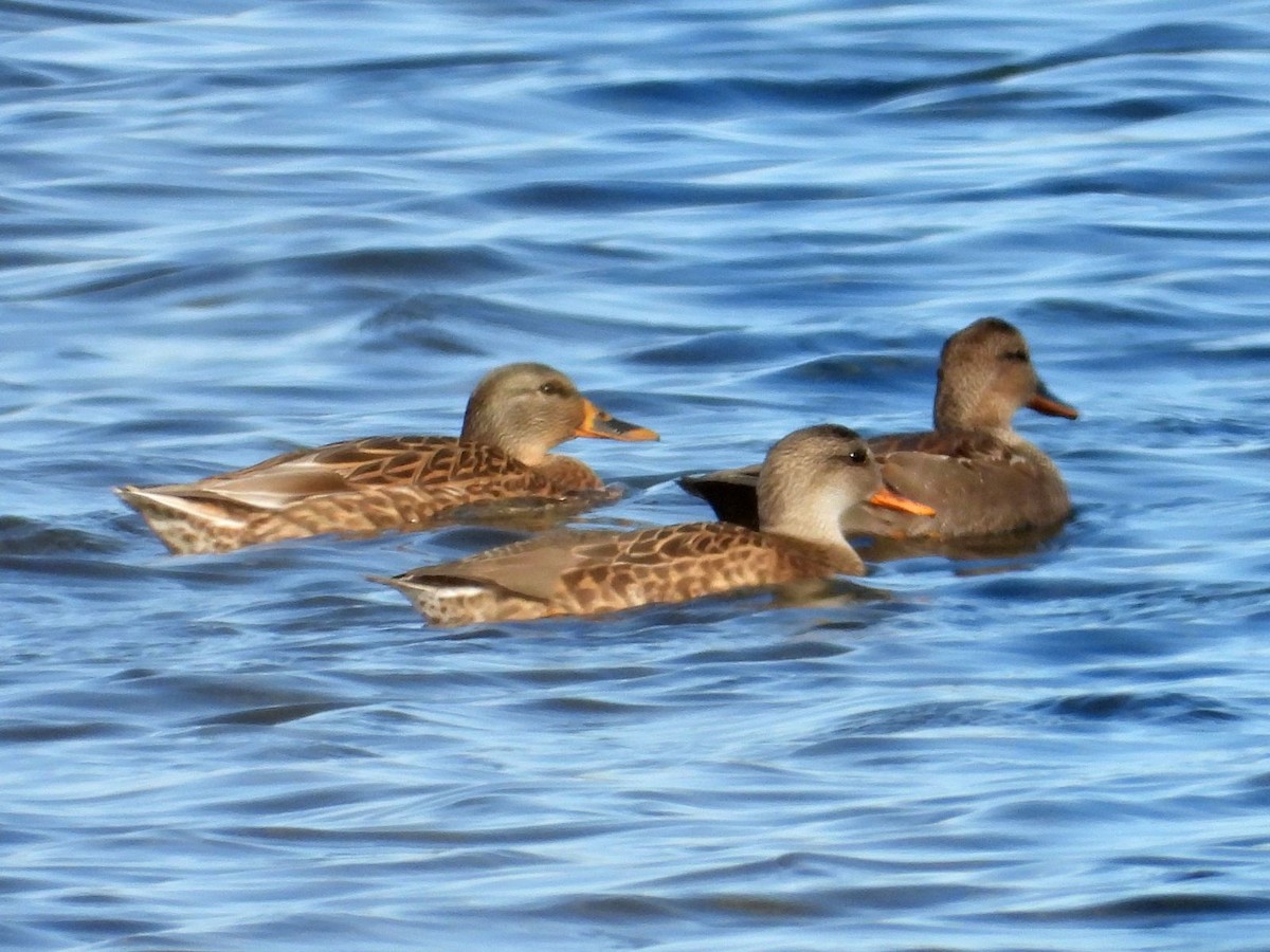 Ánade Friso - ML644360200