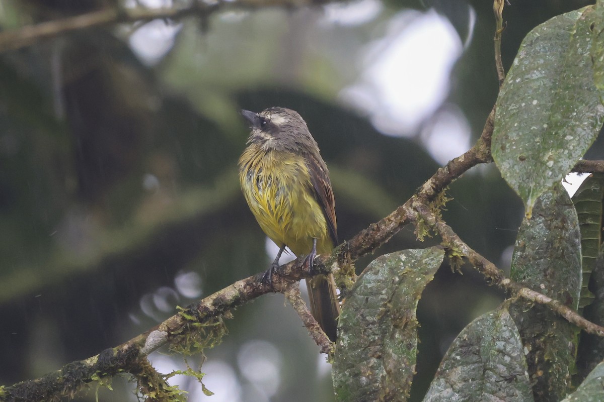 Tyran à ventre d'or - ML644360202